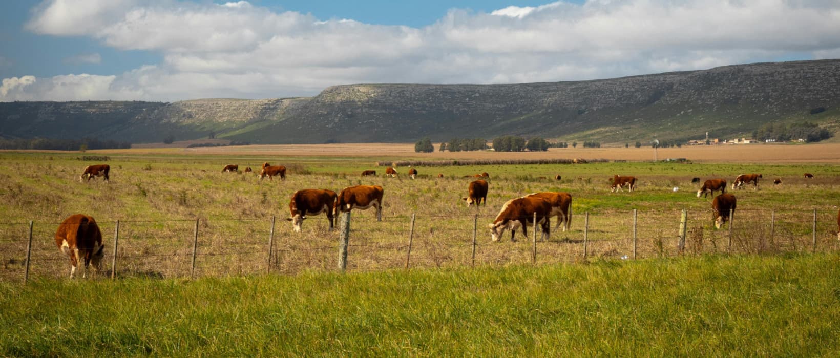 A herd of cows peacefully grazing in a lush green field under a clear blue sky.