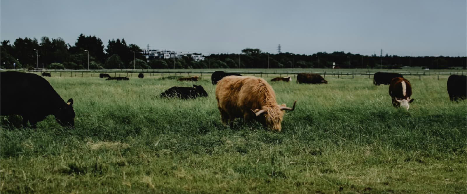 A herd of cattle grazing on a lush green field