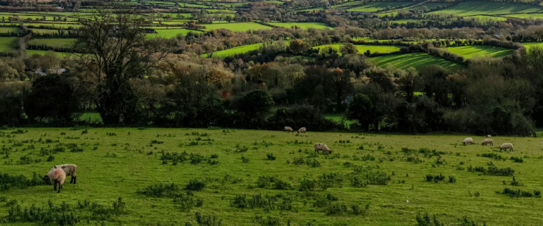 A lush, green pasture with several sheep grazing, surrounded by rolling hills and trees under a partly cloudy sky.