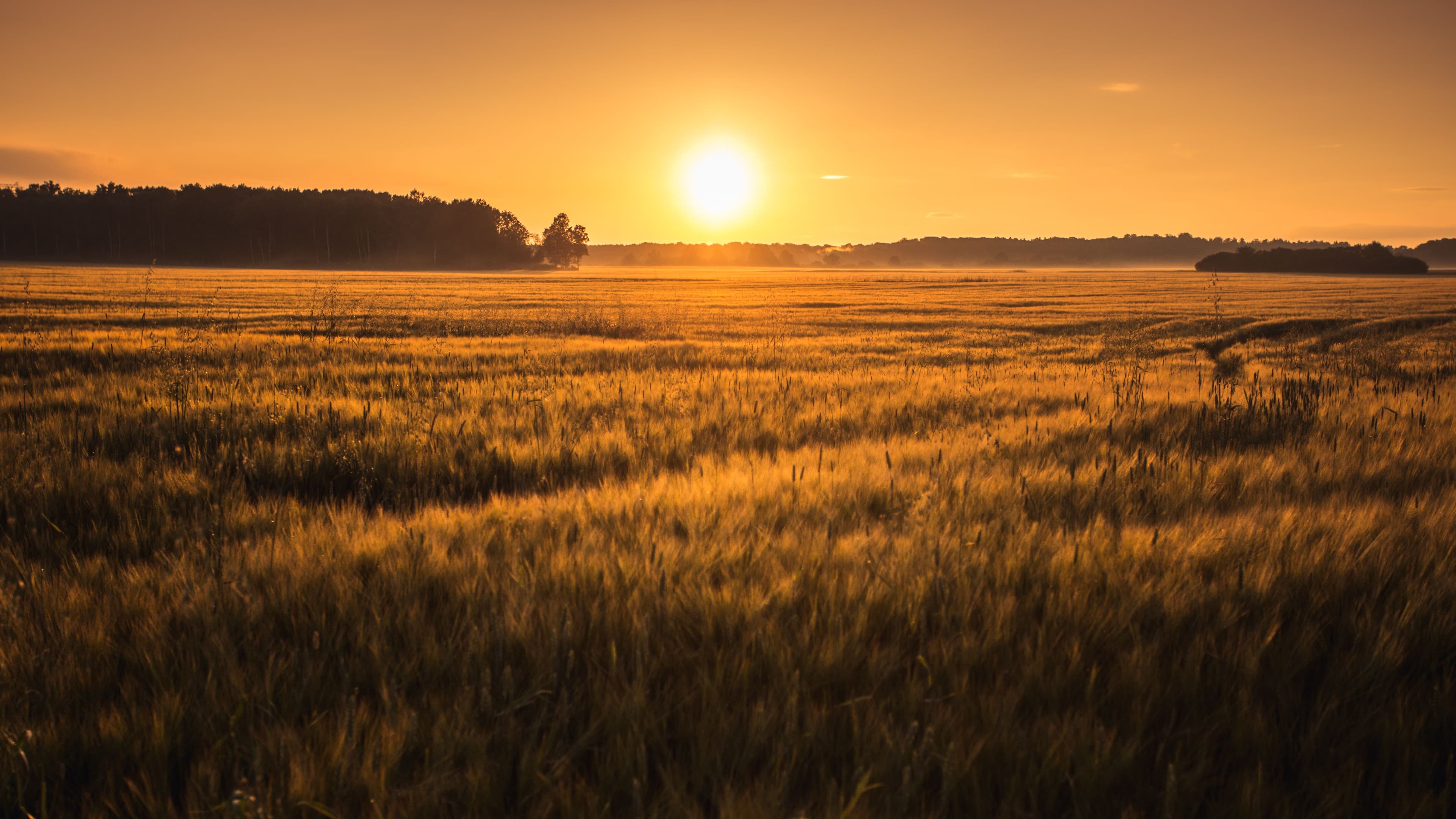 Picture of a sunset in a field